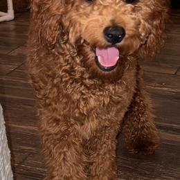 Cavapoo, Goldendoodle, and Poodle All Grown Up from Dlm_doodles