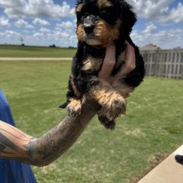 Bernedoodle and Goldendoodle Puppies from Kaci Slightom