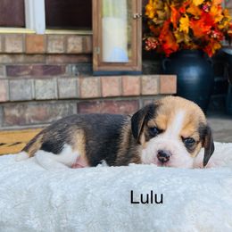 Lulu - Black tan and white female Beagle puppy in Mansfield, Missouri from Rippee Creek Kennel