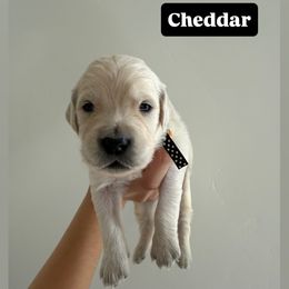 Golden Retriever Puppies from Pheasant Hollow Goldens