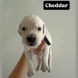 Golden Retriever Puppies from Pheasant Hollow Goldens