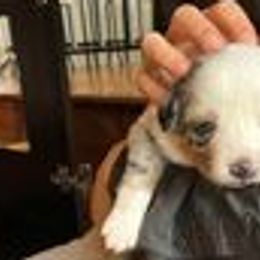 Australian Shepherds from Liam's Litters