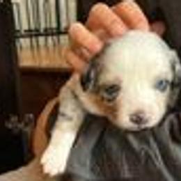 Australian Shepherds from Liam's Litters