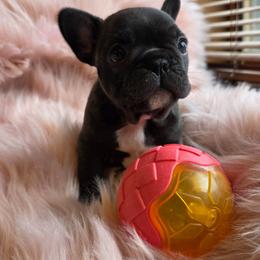(F1) Currency - Brindle and white female French Bulldog puppy in Springfield, Missouri from #1 Frenchies aka Nokie's Bullies
