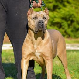 Mila Rose - Cane Corso