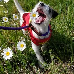 Parson Russell Terrier Puppies from Parhelion Parsons