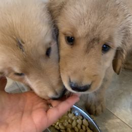 Golden Retriever Puppies from Lake Champlain Goldens