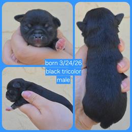 Black tan - Black and tan male Chihuahua puppy in Vineland, New Jersey from Royal Companion's
