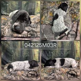 Boy 303125M03R - Black and white male German Shorthaired Pointer puppy in Moyie Springs, Idaho from Wier Farms GSP