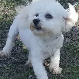 Bichon Frises from Pine Moutain Farm