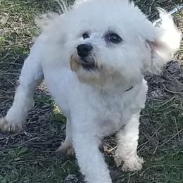 Bichon Frises from Pine Moutain Farm