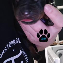 Purple - Black and mahogany female Rottweiler puppy in Tangent, Oregon from Raya's Royals