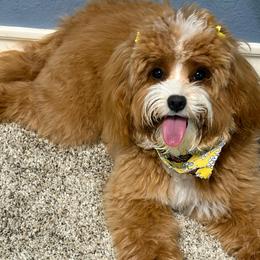 Sundance - Cavapoo