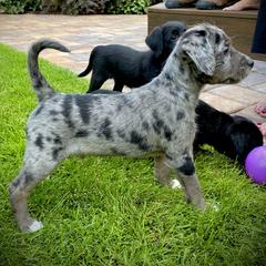 Aussiedoodle and Leopardoodle Puppies from A Puppy Crush
