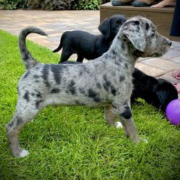 Aussiedoodle and Leopardoodle Puppies from A Puppy Crush