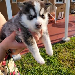 Pomsky Puppies from Sunshine Pomsky