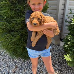 Orange - Apricot female Goldendoodle puppy in Rockford, Ohio from 419 Goldendoodles