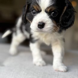 Tri-Color Boy 1 - Tri-color male Cavalier King Charles Spaniel puppy in Pleasant Hill, Iowa from Harvest Creek