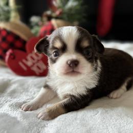 Chihuahua Puppies from Sunset Eves Chihuahuas