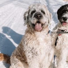 Sully - Saint Berdoodle