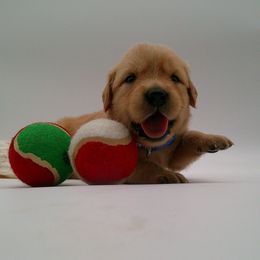 Coral - Golden female Golden Retriever puppy in Salem, Oregon from Oregon Rose Goldens
