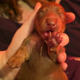 Dachshund Puppies from Tumbleweed Dachshunds