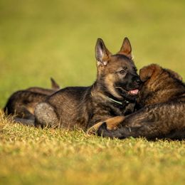German Shepherd Puppies from Sommerfeld German Shepherds
