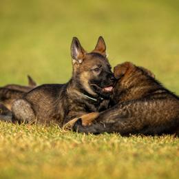 German Shepherd Puppies from Sommerfeld German Shepherds