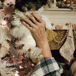 Boy 1 - White Maltipoo puppy in Tomball, Texas from Angela Hurd's Maltipoos