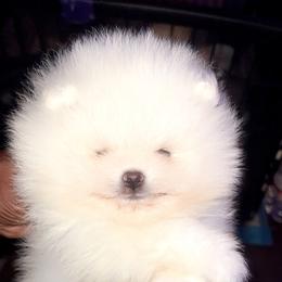 Ghost - White male Pomeranian puppy in Miami, Florida from Couture Pomeranians