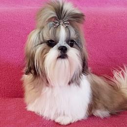 Alibi - Shih Tzu