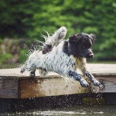 Stabyhoun All Grown Up from Fryske Point