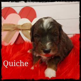 Quiche - Blue merle and white female Sheepadoodle puppy in Farley, Iowa from Iowa's Doodle Co.