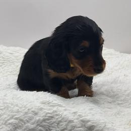 Yellow collar female - Black and tan female Dachshund puppy in Maurice, Louisiana from Hart Dachshunds