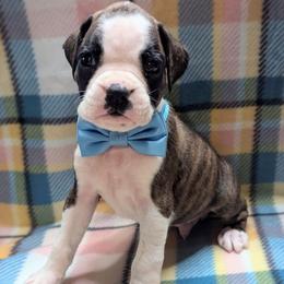 Zuba - Brindle male Boxer puppy in Mountain Home, Idaho from LJK Boxers & Toy Aussies
