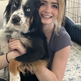 Australian Shepherd Puppies from J&J Aussies