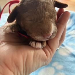 Bubbly - Red and white female Cockapoo puppy in Adrian, Oregon from ApplebyFarm