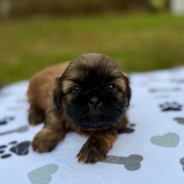 Apollo - Brindle male Shih Tzu puppy in Wakefield, Rhode Island from Shih Tzu Companions