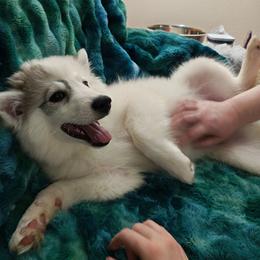 Sugar - White female Pomsky puppy in Idaho Falls, Idaho from Idaho Pomsky