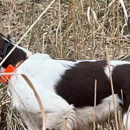 Brittanys from Riley's Upland Brittany's