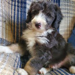 Fozzie - Black and white male Sheepadoodle puppy in Bellevue, Iowa from Fluffy Wonders Poms and Doodles