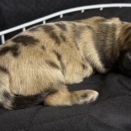 Ehlie - Dapple female Dachshund puppy in Tacoma, Washington from Tiny Dancer Dachshunds