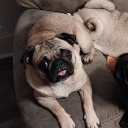 Pugs from Gadsden Pugs