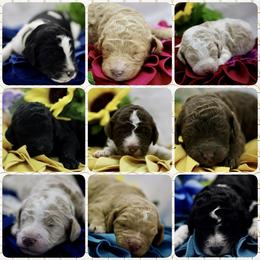 Poodle Puppies from Outlaw Canines