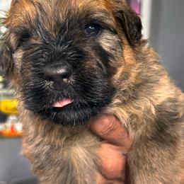 Sam - Fawn male Bouvier des Flandres puppy in Scottsdale, Arizona from Desert Diamonds Bouviers