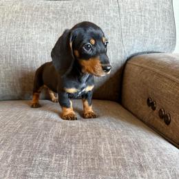 Max - Black and tan male Dachshund puppy in Tonopah, Arizona from Brandie's Dachshunds