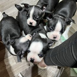 Pinky - Black and white Boston Terrier puppy in Pickens, South Carolina from Parker Rosa Boston Terrier’s