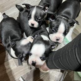 Pinky - Black and white Boston Terrier puppy in Pickens, South Carolina from Parker Rosa Boston Terrier’s