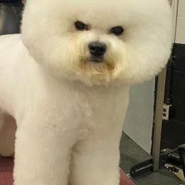 Bichon Frises from Luna Llena Bichons
