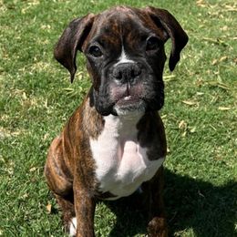Yogi - Brindle male Boxer puppy in Hanford, California from Meraki Boxers